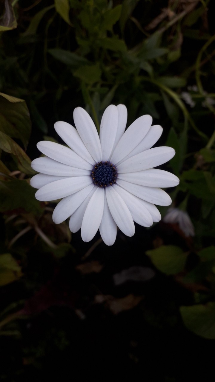 #flower city in Bishkek