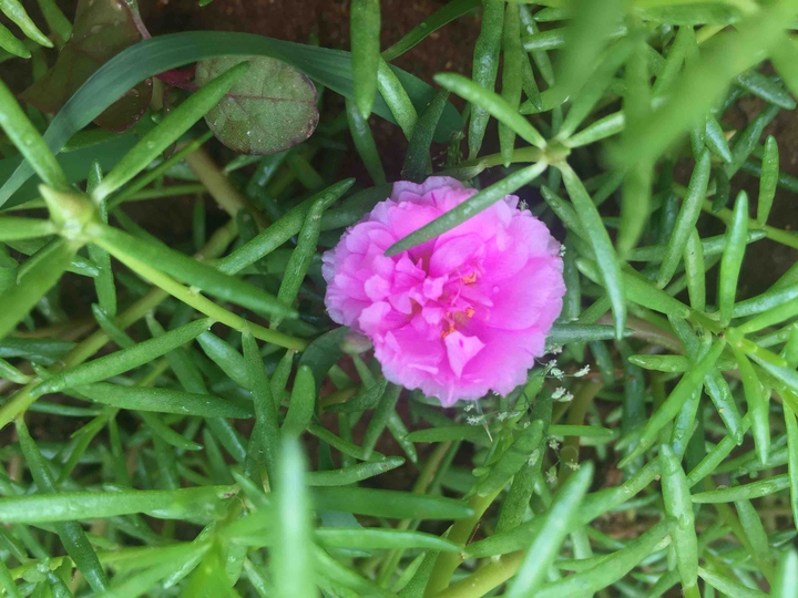 10 o clock flower