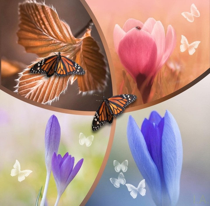 beautiful collage...