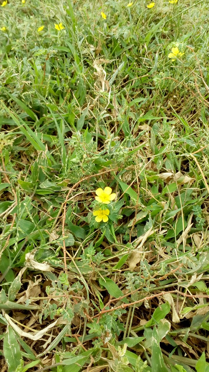 yellow flower