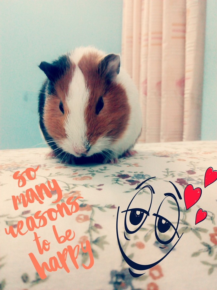 cheezy hamster