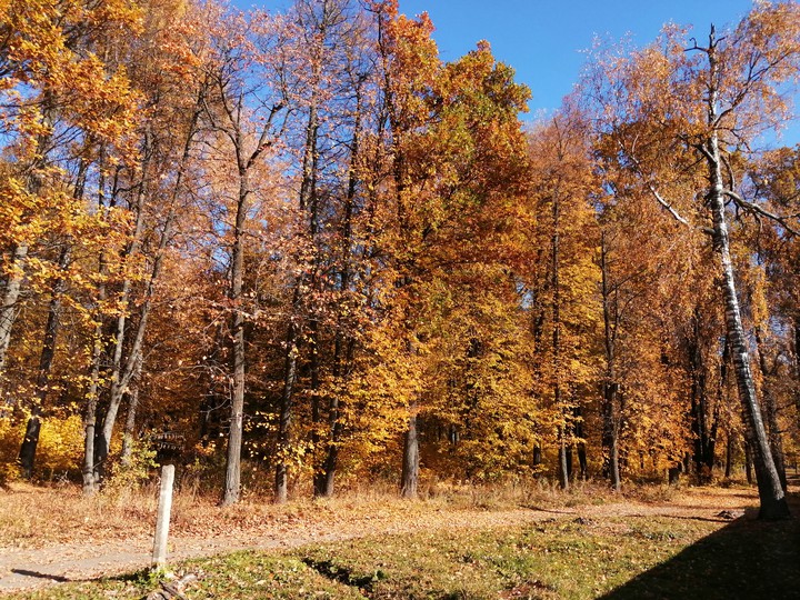 Forest