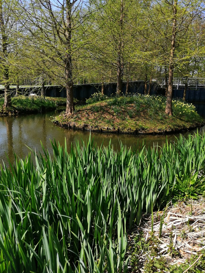 pond