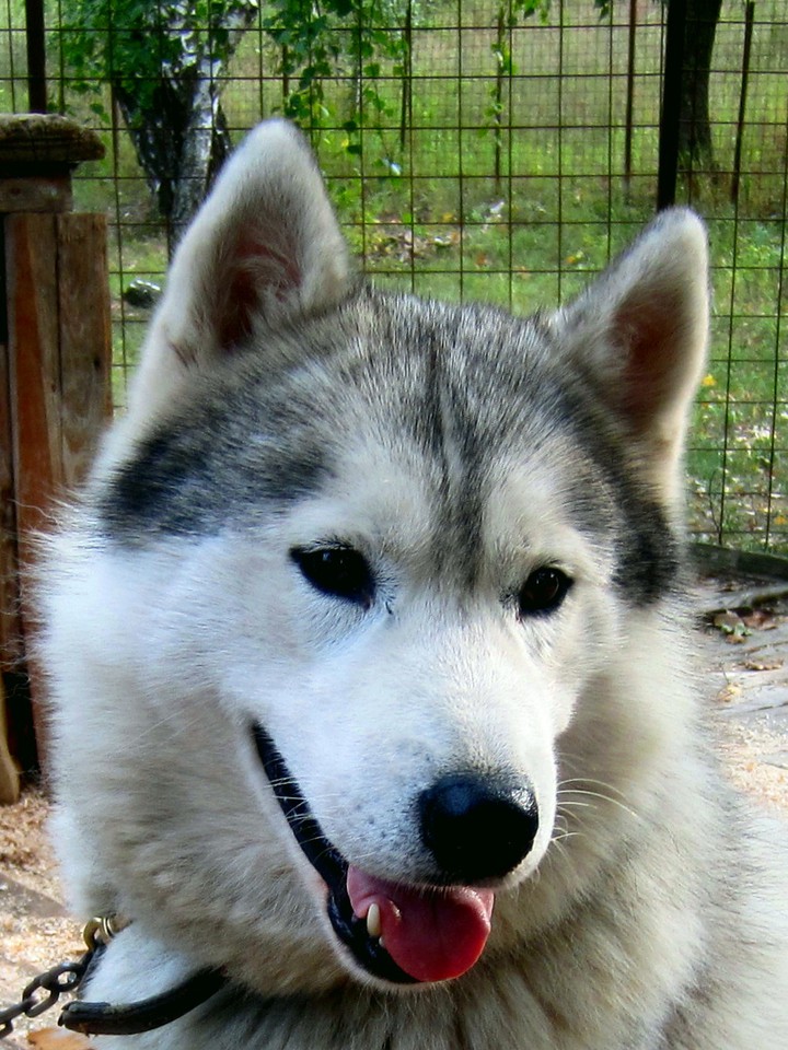 Dog Hasky