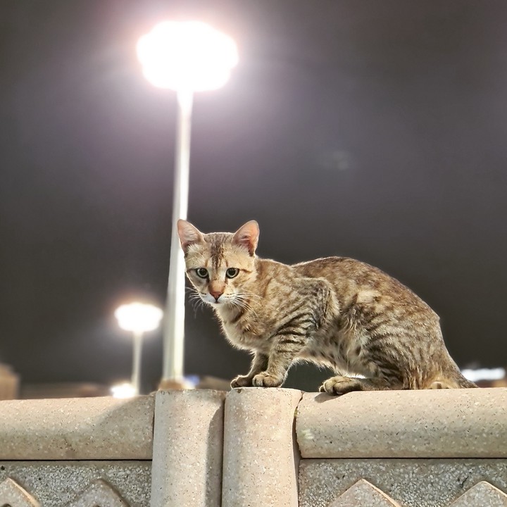 Cat Lovers