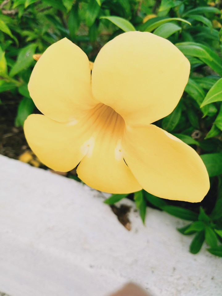 yellow wonder