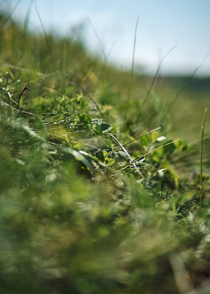 grass