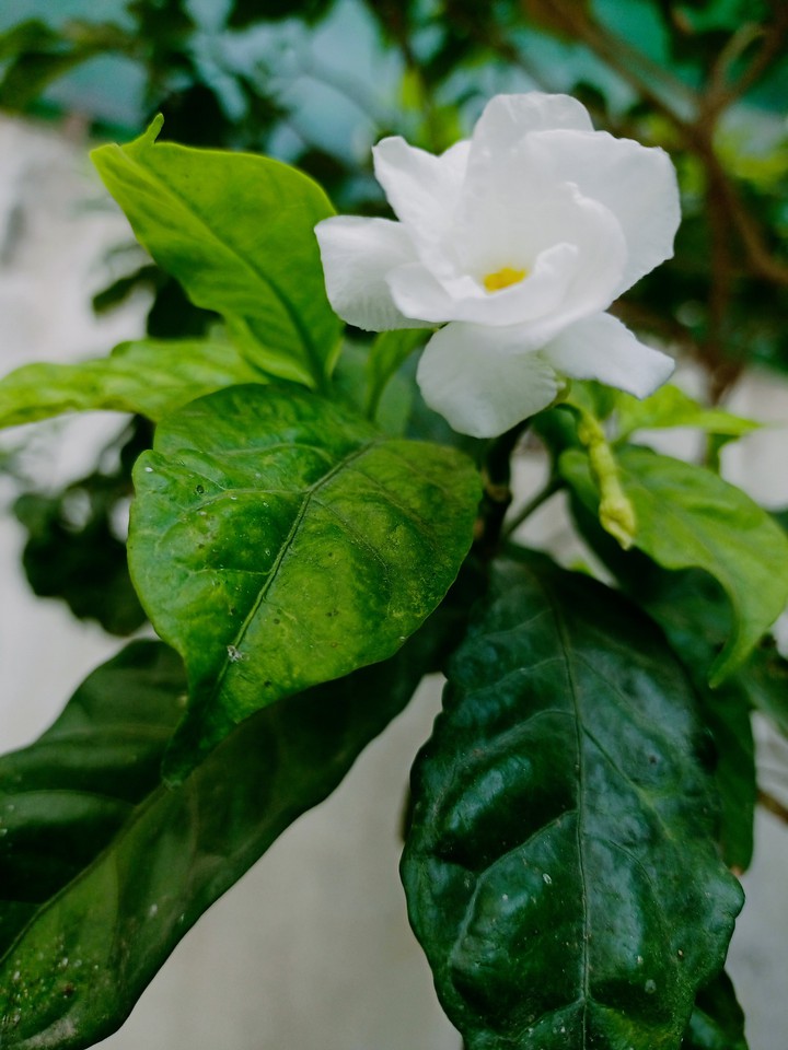 flower