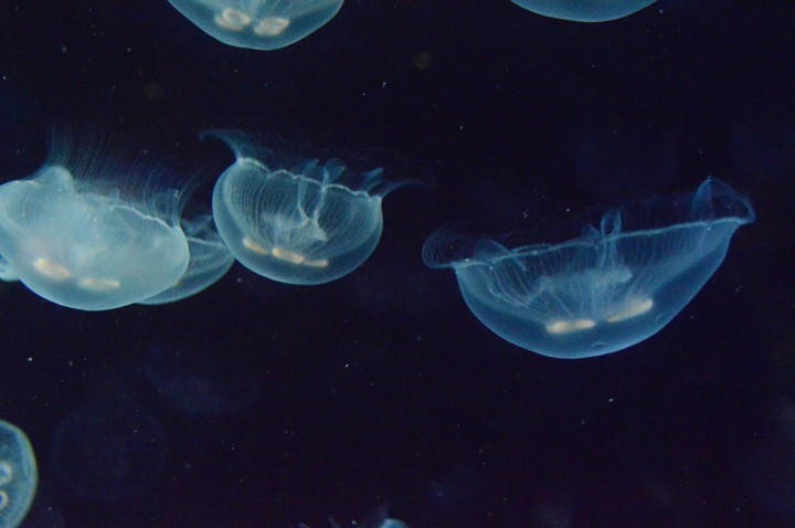 sea