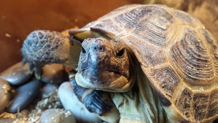 Turtle