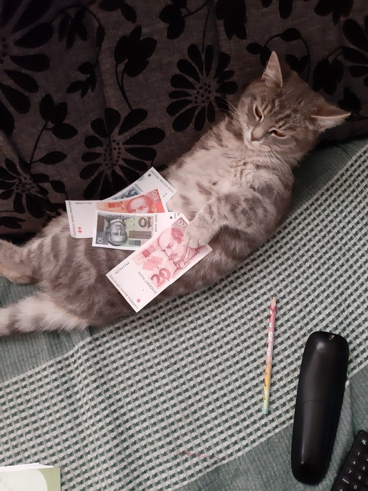 My cat is rich ? ? and hi from croatia