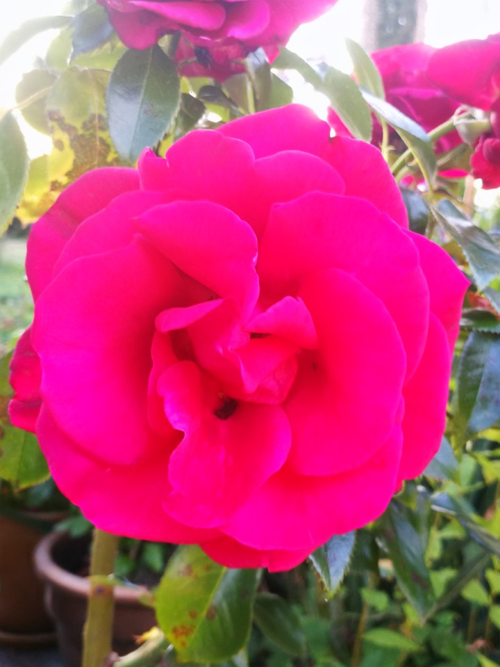 Flower