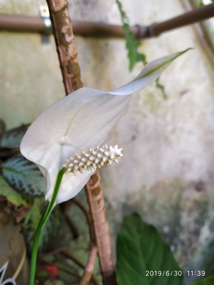 Flores da Mariola