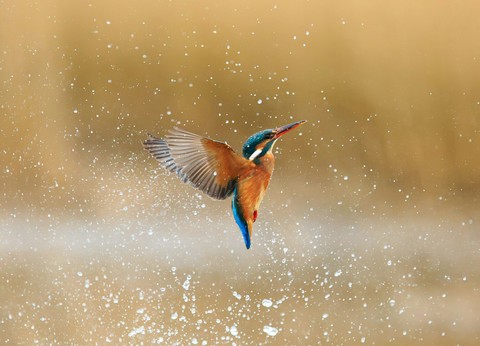 Birds