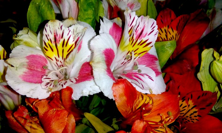 flower