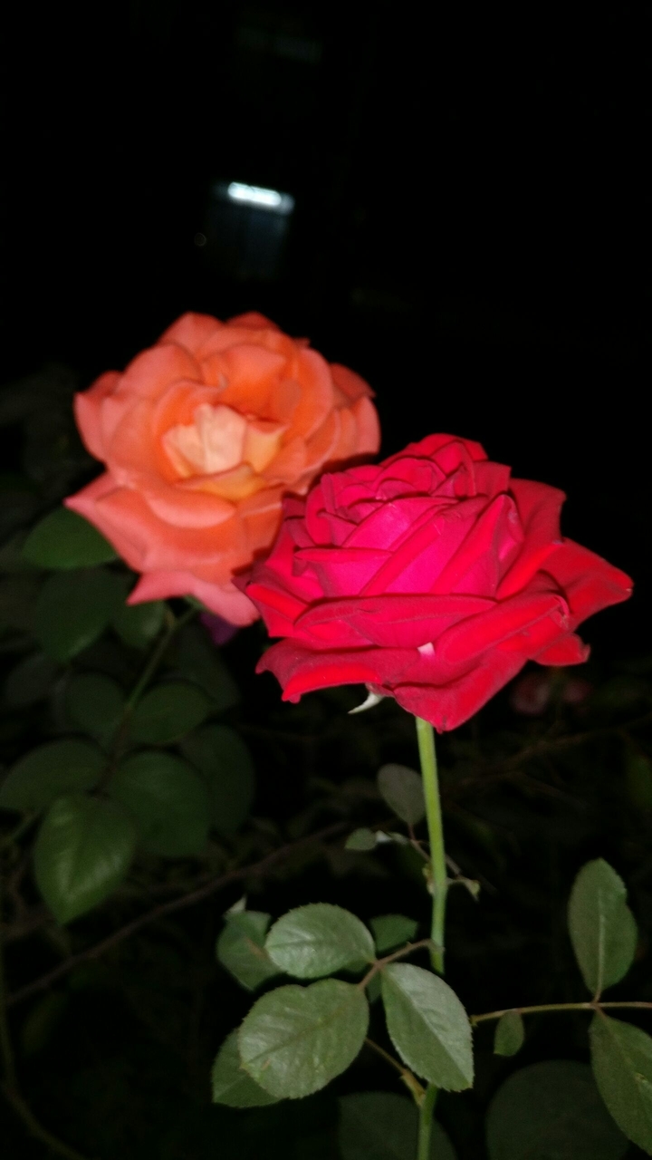 roses at night