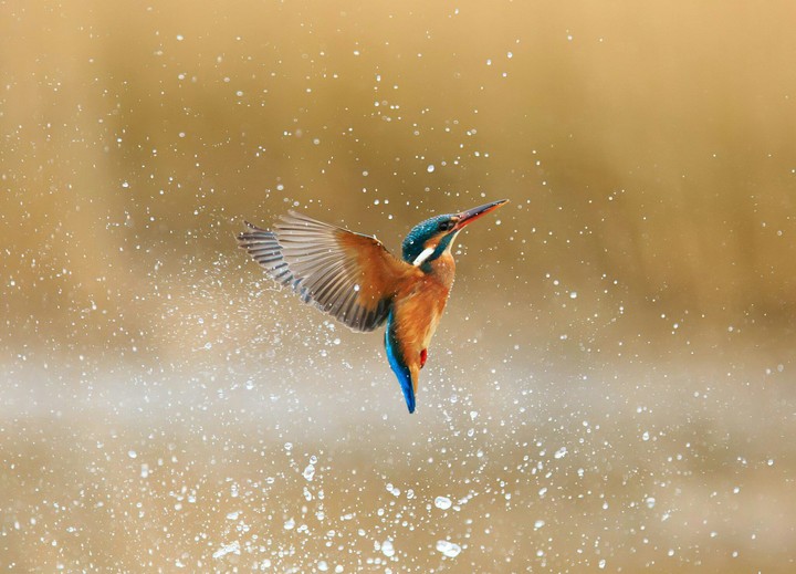 Birds