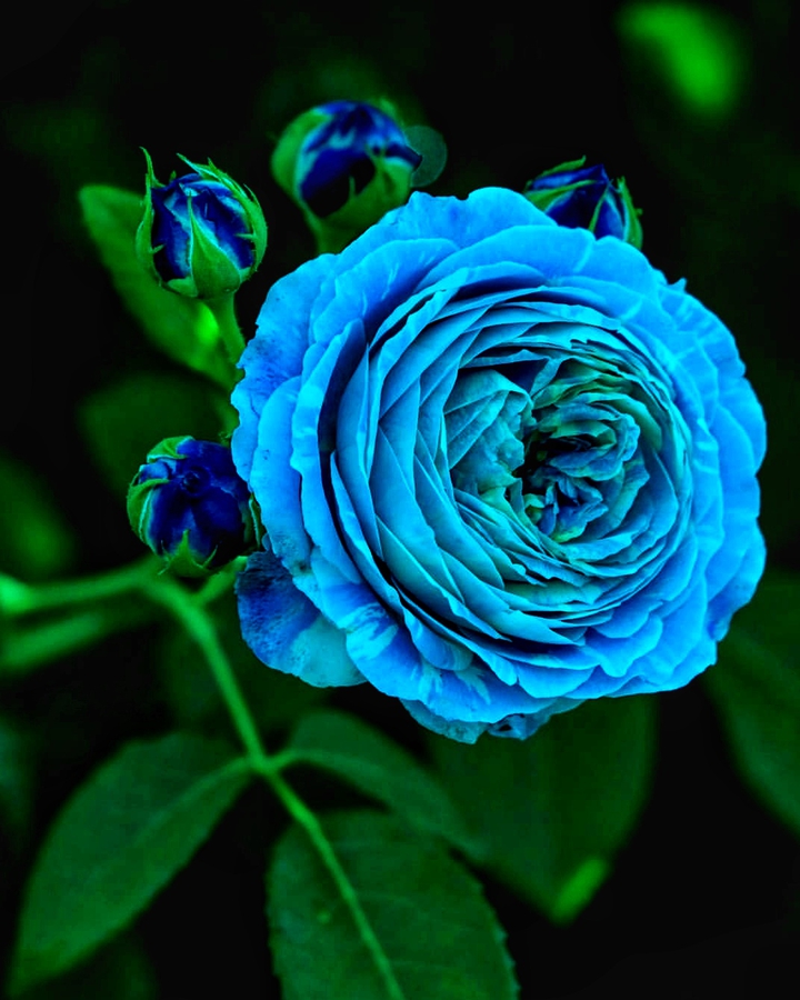 Blue Roses