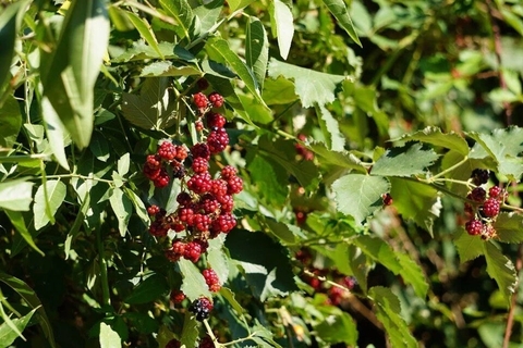 bramble, berry वॉलपेपर