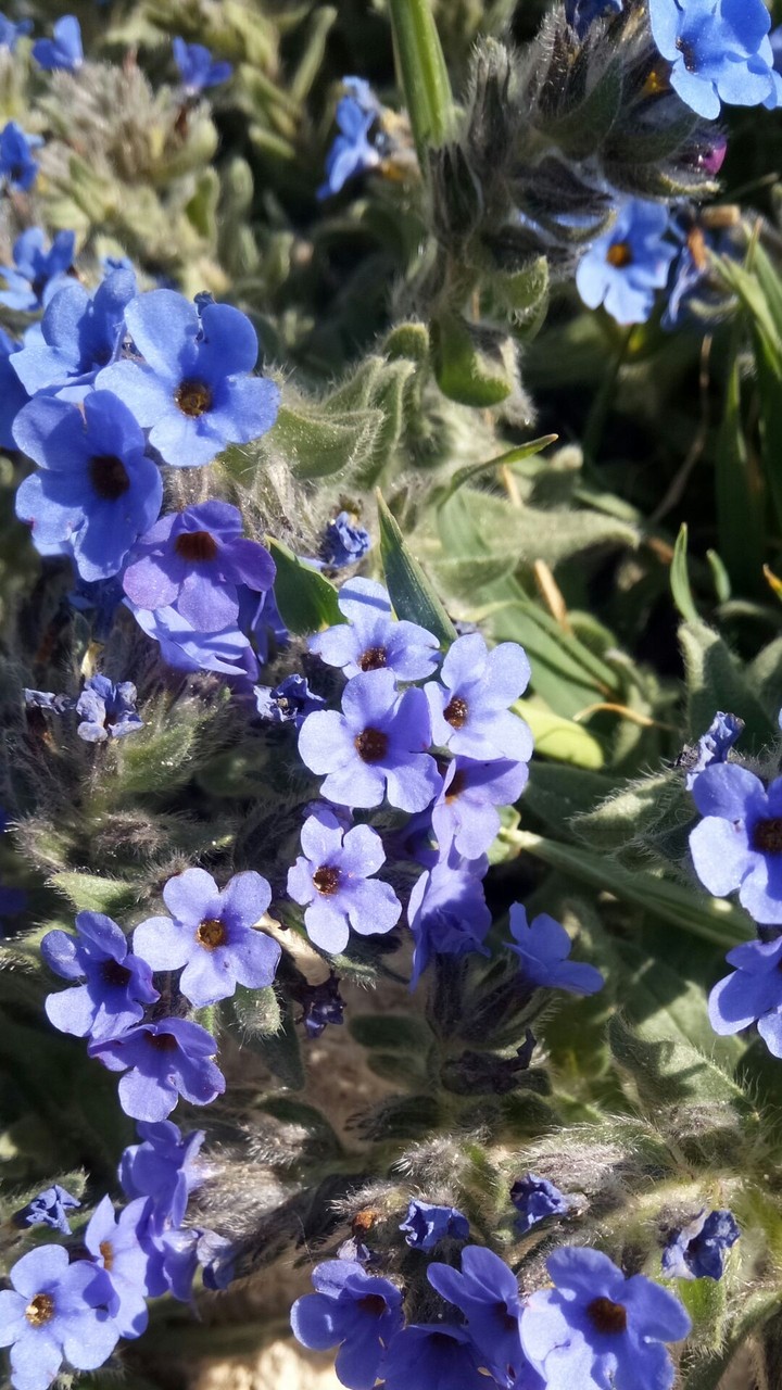 fleur