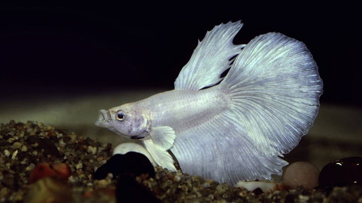 Betta