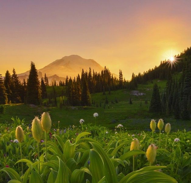 Nature