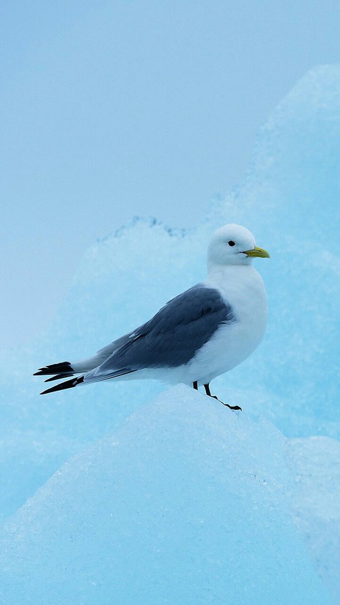 charadriiformes, beak Hintergrundbilder