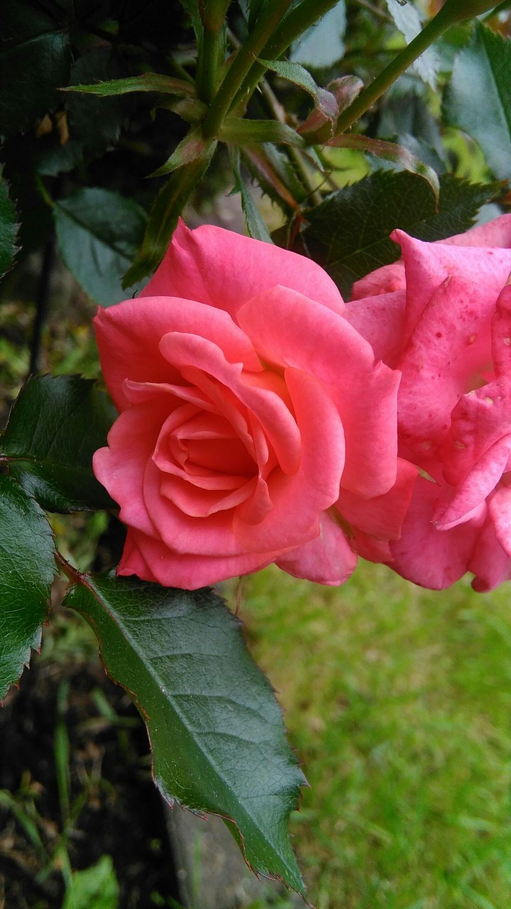 red roses