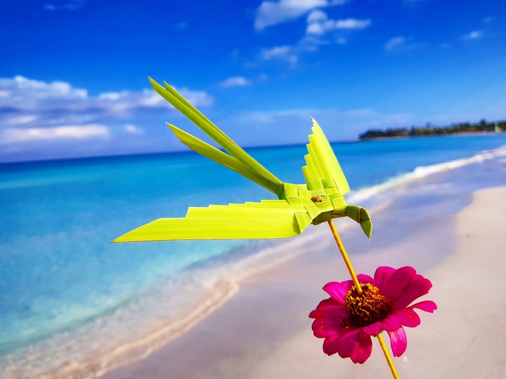 paradise