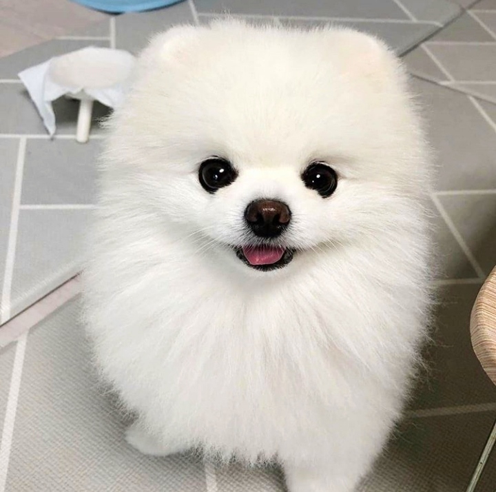 Pomeranian