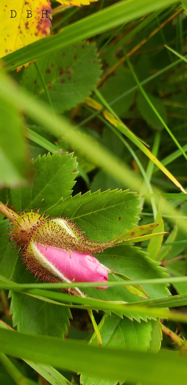 wild rose bud