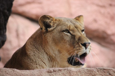 Löwe