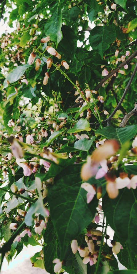 Blossoms at Spring