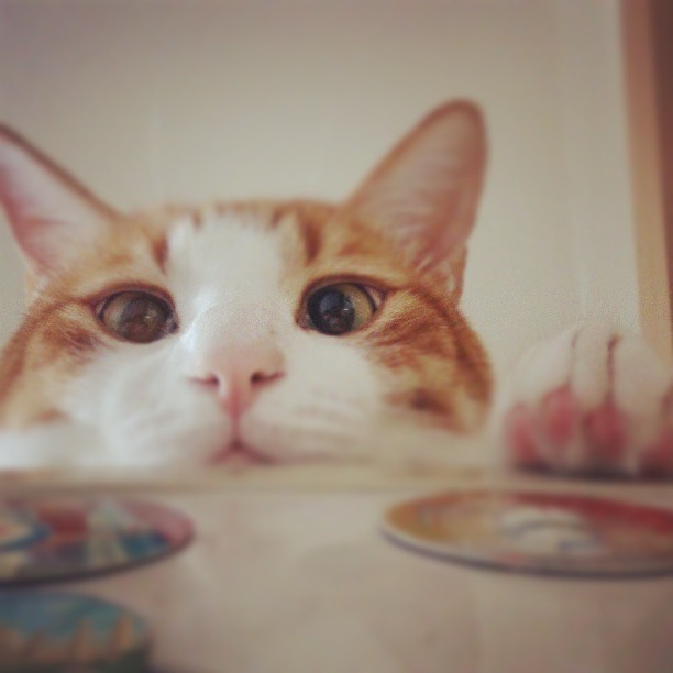 hide and seek