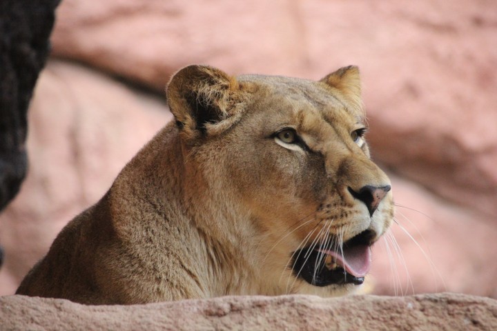 Löwe
