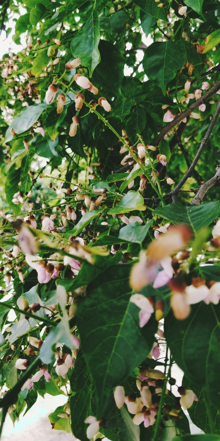 Blossoms at Spring