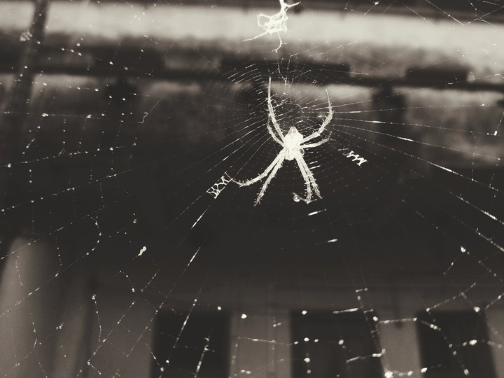 #Spider