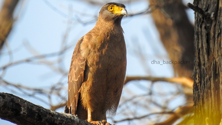 Eagle