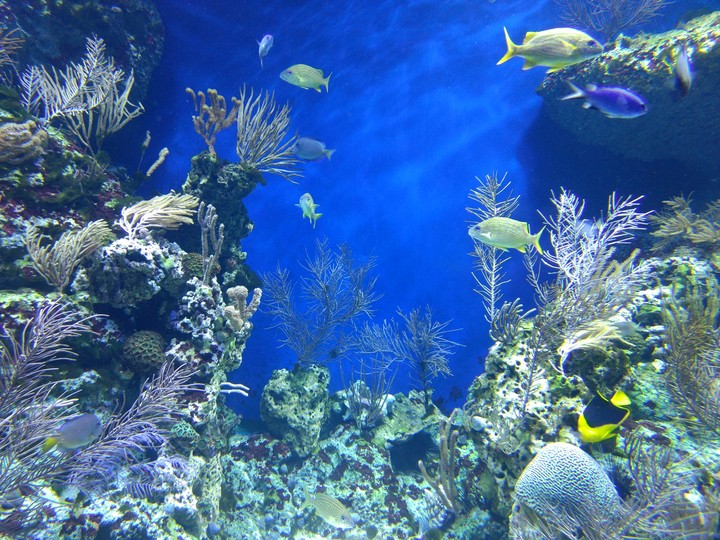 SEA aquarium