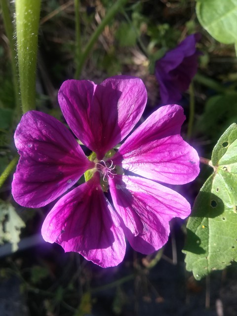 wallpaper plant, flower