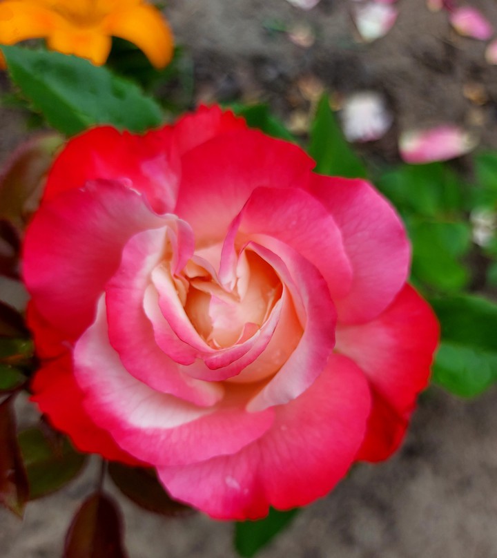 Nostalgie Rose