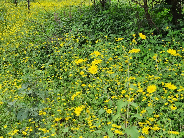 nature
