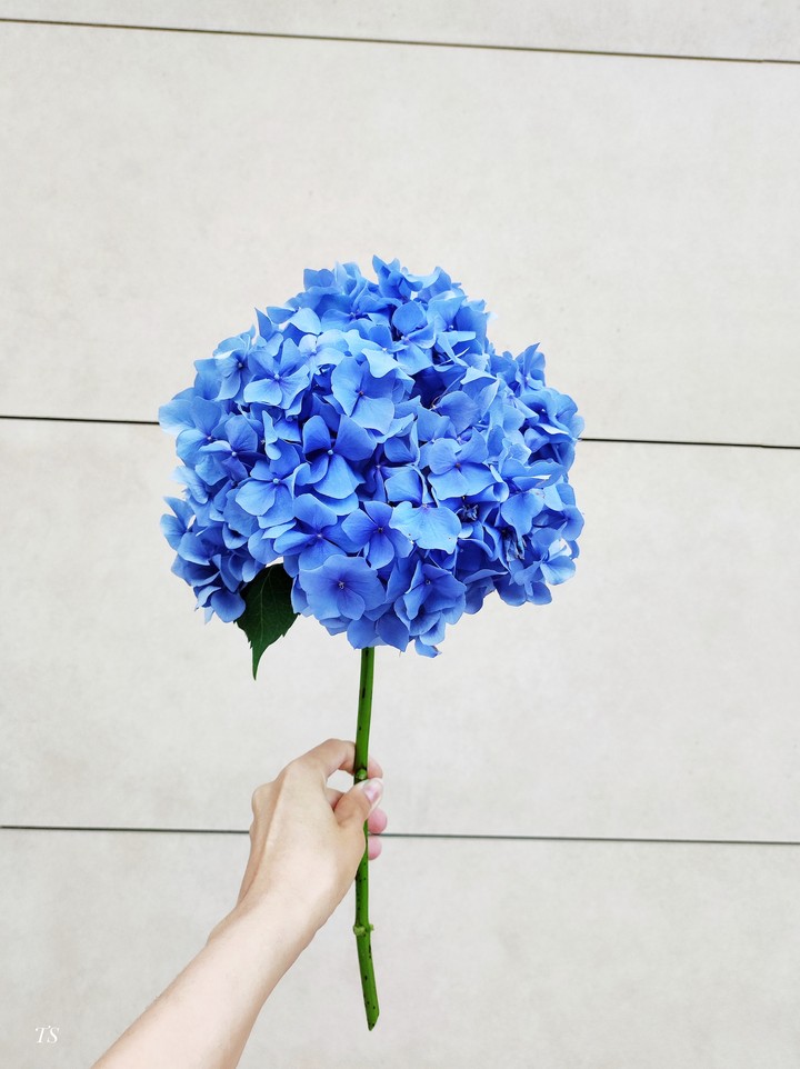 blue flower
