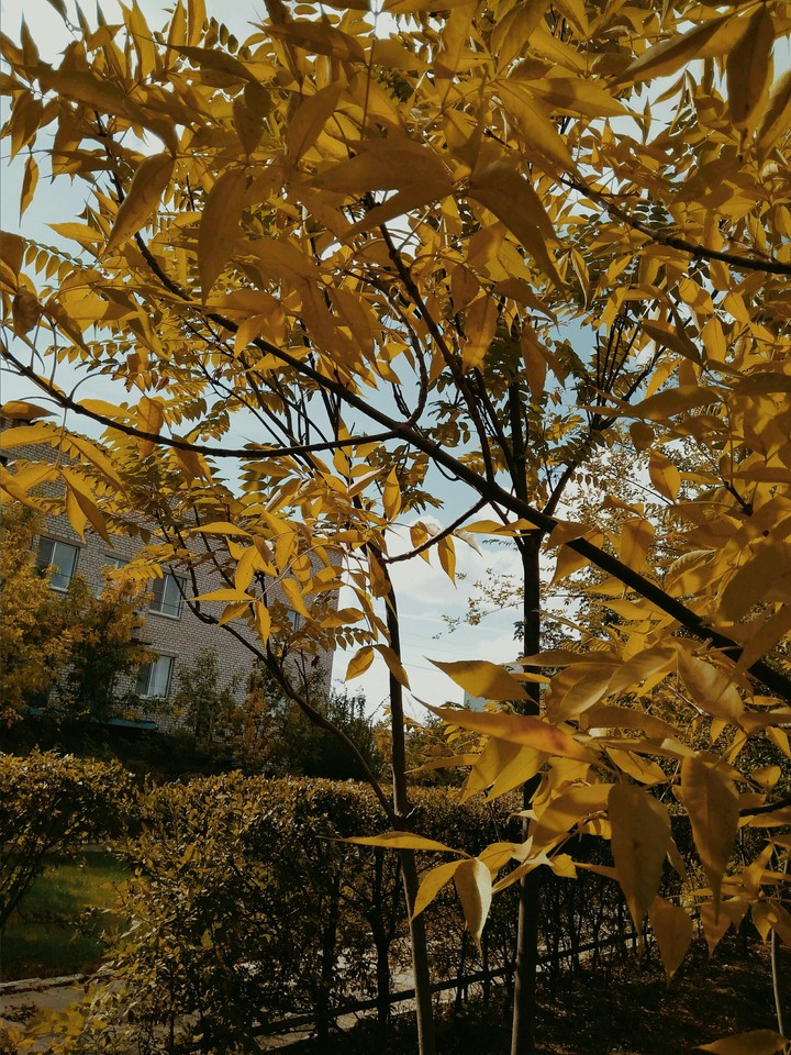 Осень золотая