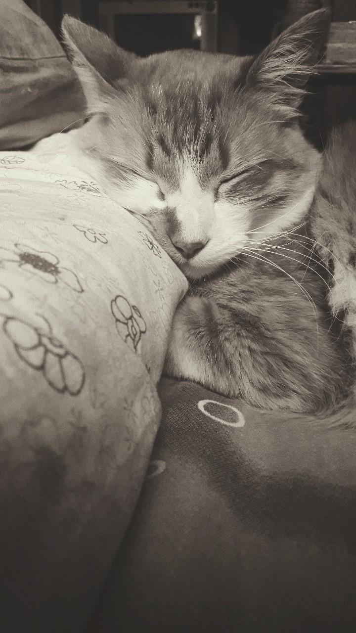 cat
