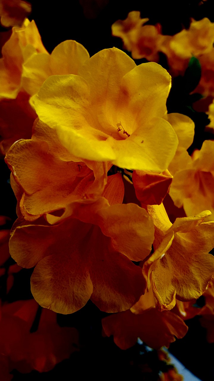 Flowers