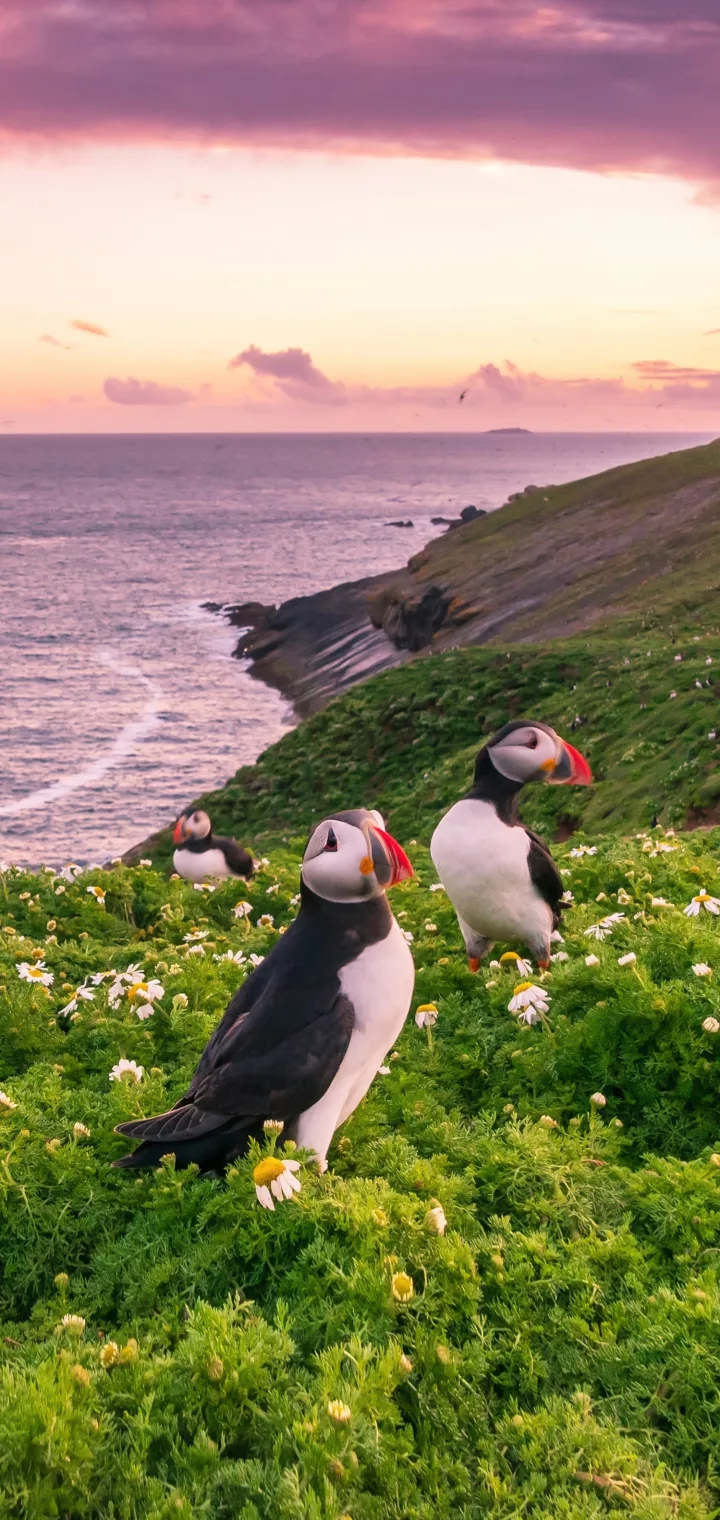 lovely horned puffin