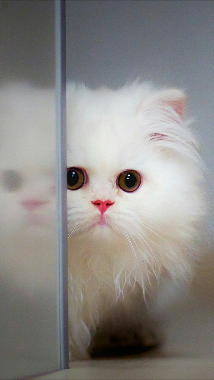 talking angela