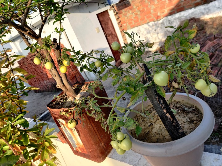tomato