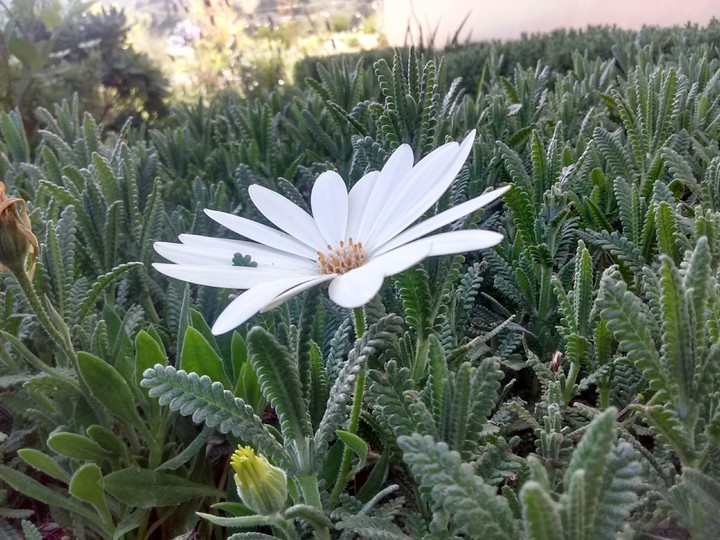 flower